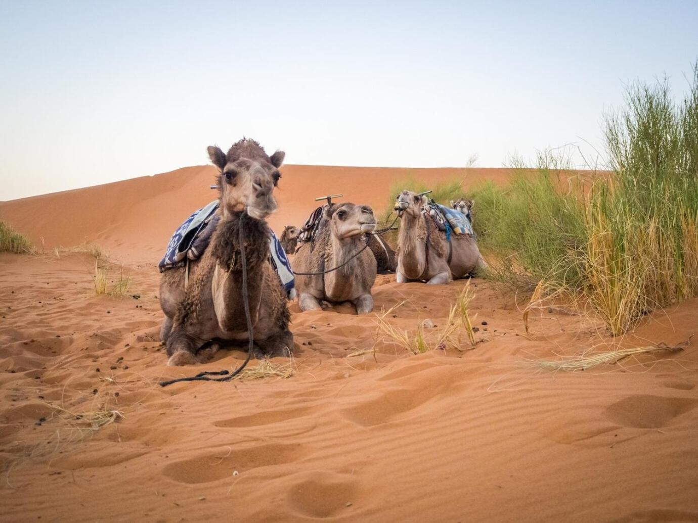 Aladdin Merzouga Camp Екстер'єр фото